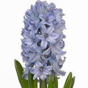 Hyacinth - Pale Blue