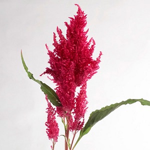 Celosia Plumed - Pink