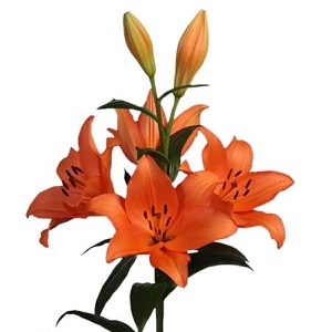 LA Hybrid Lily - Orange