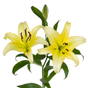 Oriental Lily - Serano - Yellow