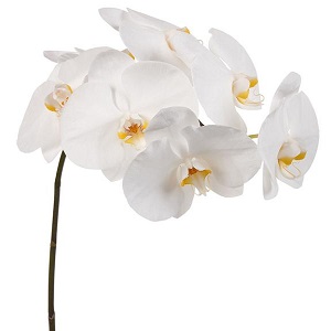 Phalaenopsis - White - 3 stems