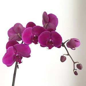 Phalaenopsis - Fuschia - 3 stems