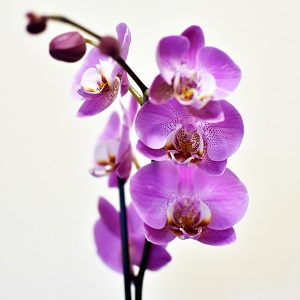 Phalaenopsis - Purple - 3 stems