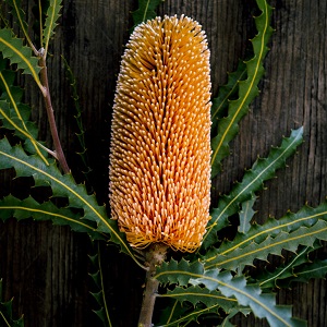 Protea Banksia - Orange