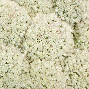 Allium - White