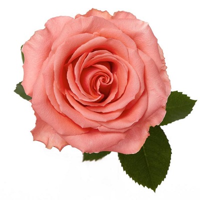 Rose - Amsterdam 60cm