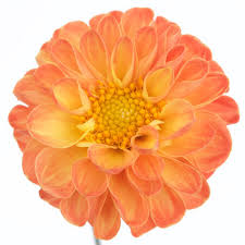 Dahlia - Peach - Click Image to Close