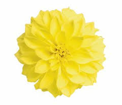 Dahlia - Yellow - Click Image to Close