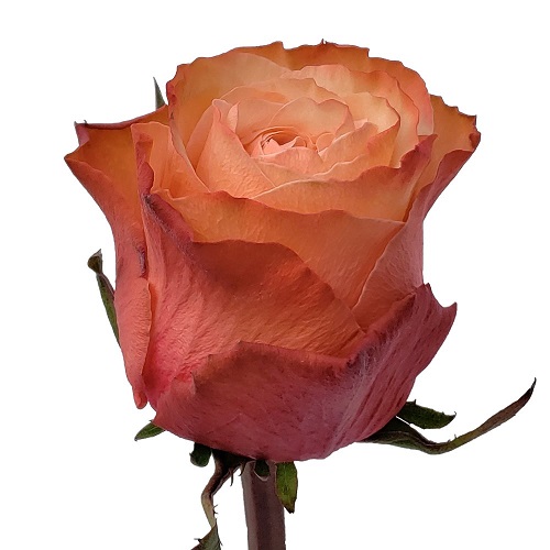 Rose Kahala 40cm