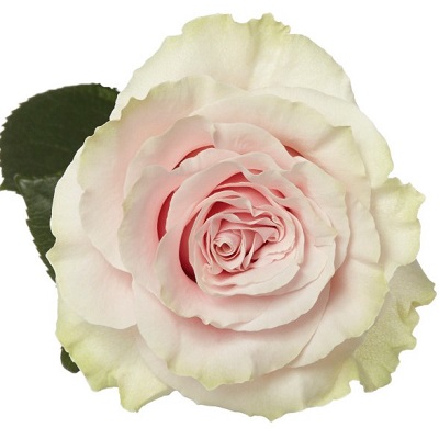 Rose - Marzipan 60cm
