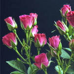 Spray Rose - Hot Pink
