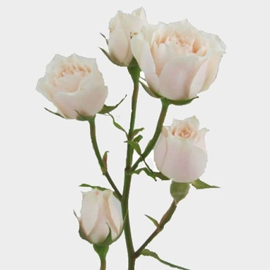 Spray Rose - Ivory/Cream