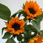 Sunflowers - Mini with Black Center