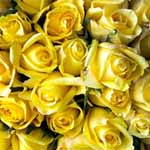 150 Yellow Roses - 60cm
