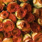 150 Orange Roses - 60cm