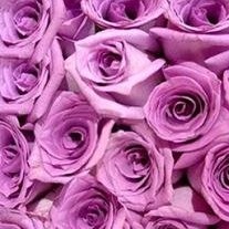 150 Lavender Roses 60cm Long Stem