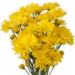 Yellow Cushion Poms - 14 Bunches