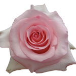Rose - Nena 50cm