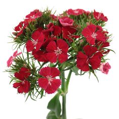 Dianthus - Gypsy Red