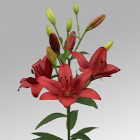 LA Hybrid Lily - Red