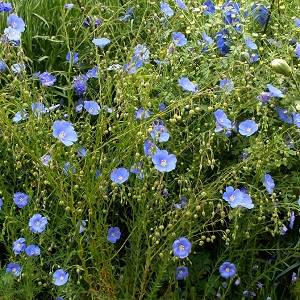 Flax Flower - Blue