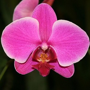 Vanda Orchid - Pink