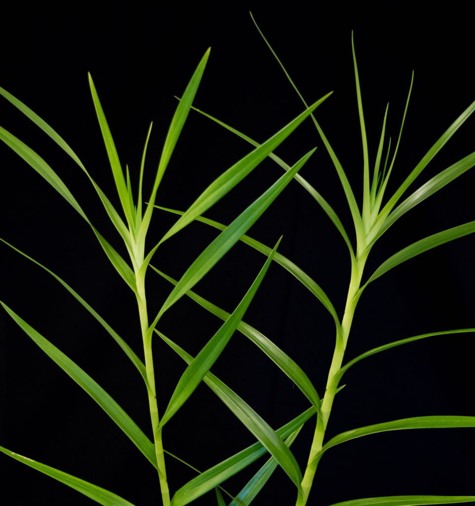 Bamboo Orchid Foliage - Click Image to Close