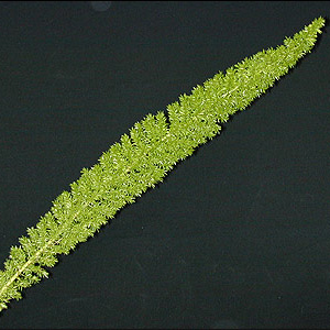 Fern - Foxtail - Click Image to Close