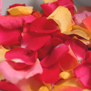 Rose Petals - Sm bag (5 roses) - Click Image to Close