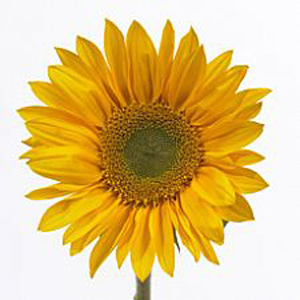 Sunflowers - Green Center