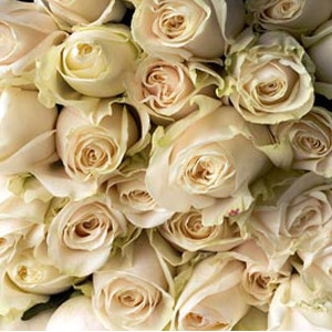 150 Cream Roses - 60cm