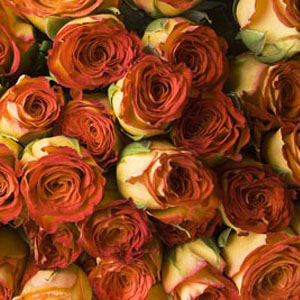 200 Orange Roses - 40cm