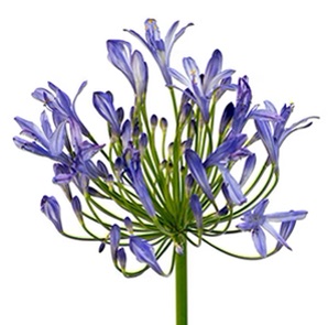 Agapanthus
