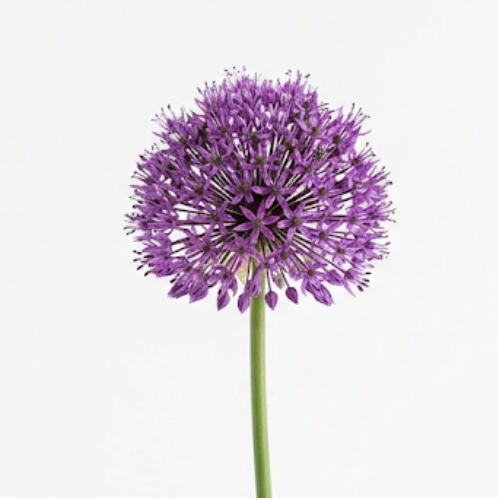 (image for) Allium