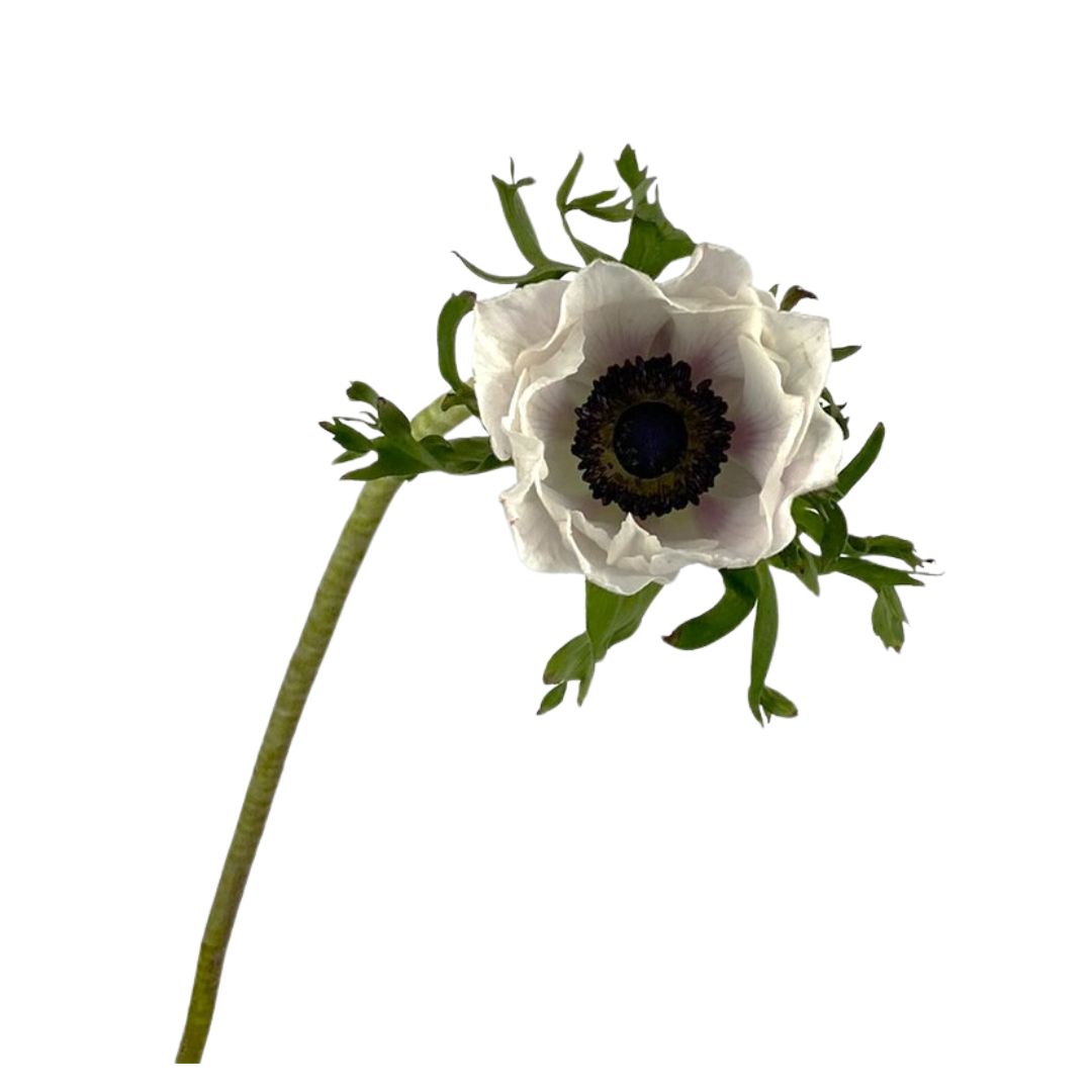 Anemone