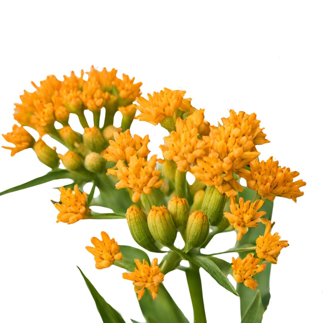 Asclepias