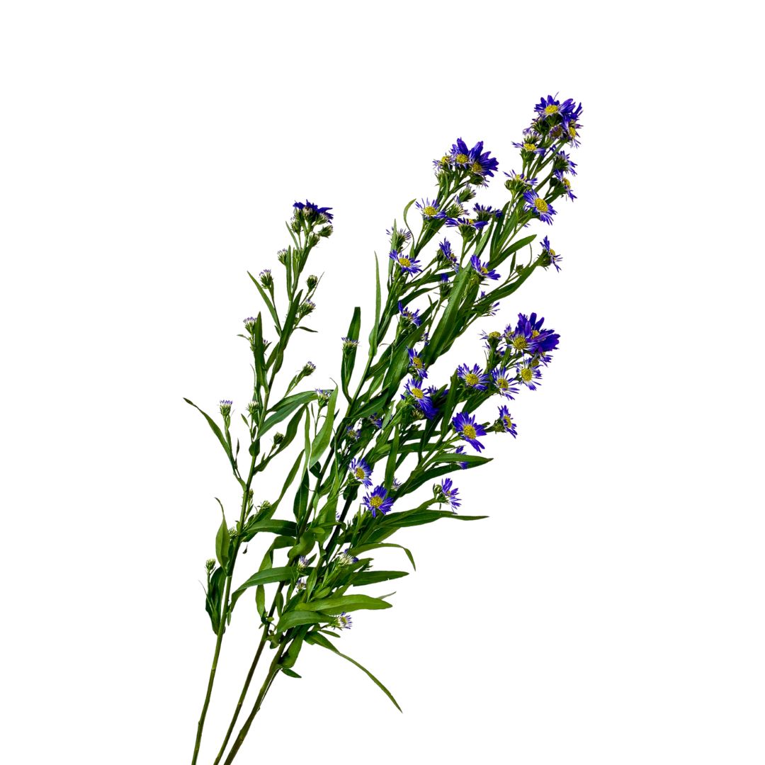 Asters (Monte Casino)
