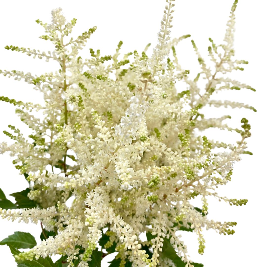 (image for) Astilbe