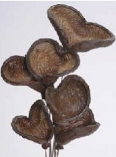 Badam Pods - Polished and Picked - 5st/bunch