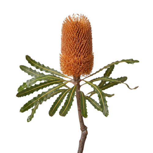 (image for) Protea Banksia - Orange