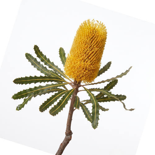 (image for) Protea Banksia - Yellow