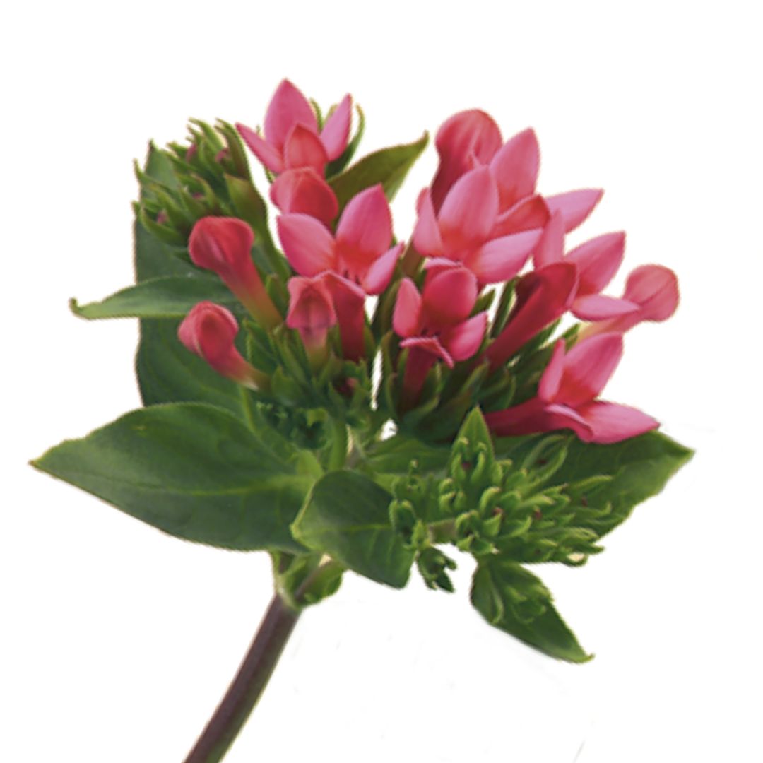 Bouvardia