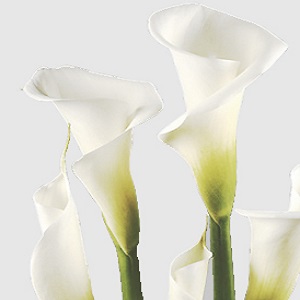 Callas