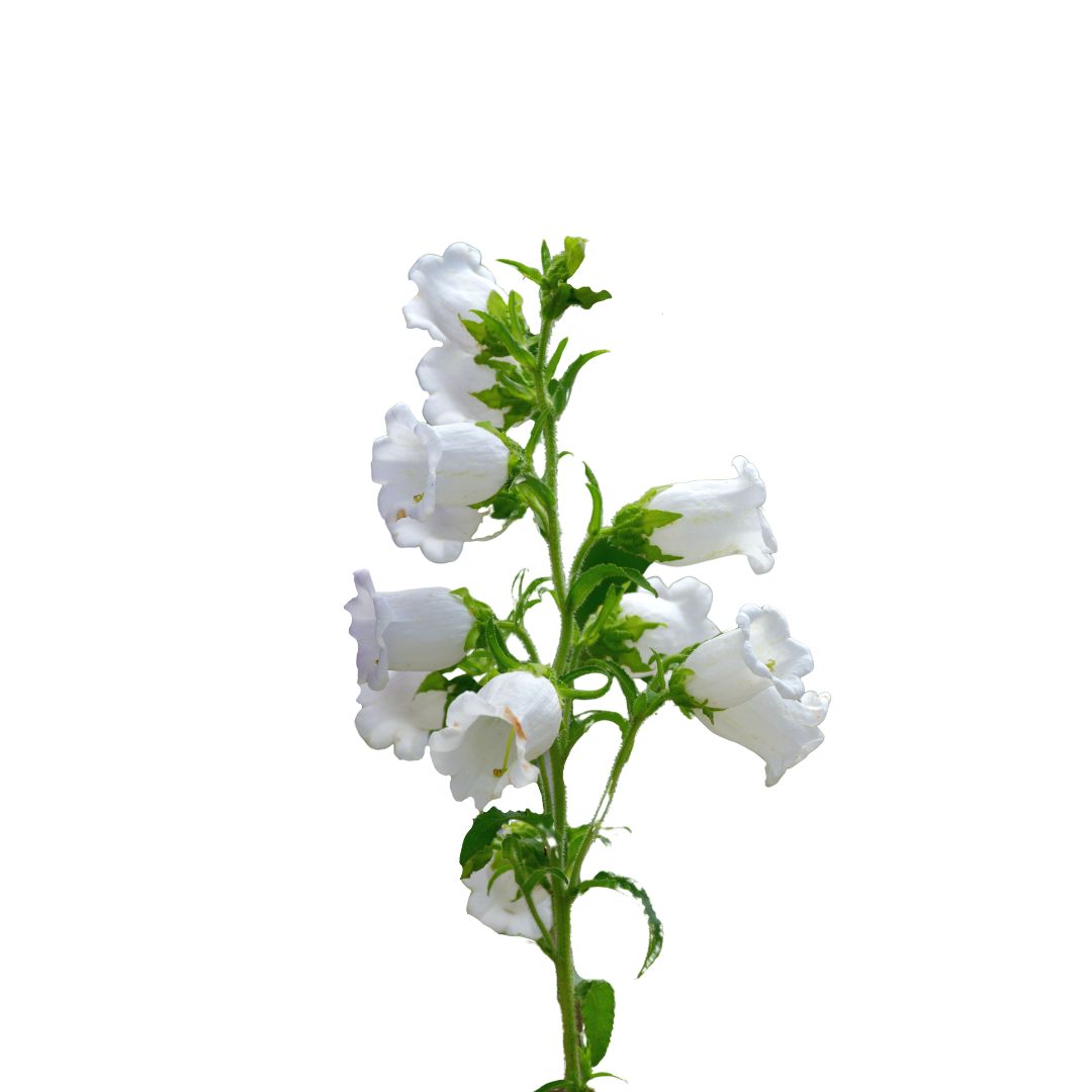 Campanulas
