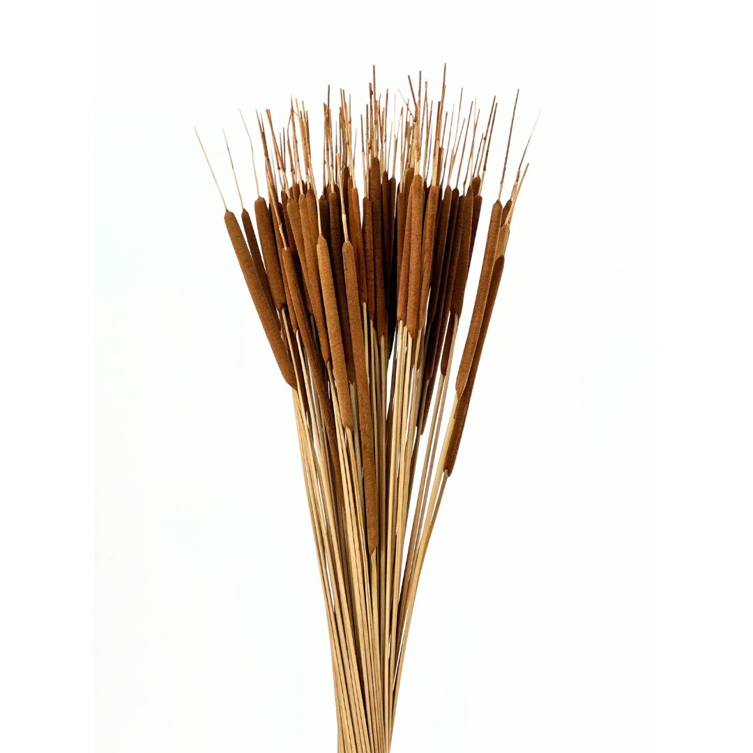 Dried Mini (Pencil) Cattails