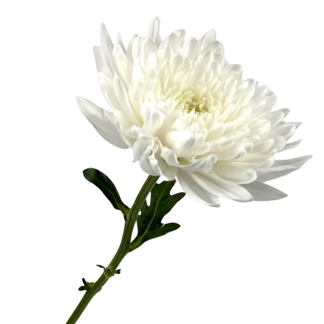 (image for) Cremons, Spiders and China Mums