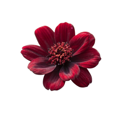 (image for) Chocolate Cosmos