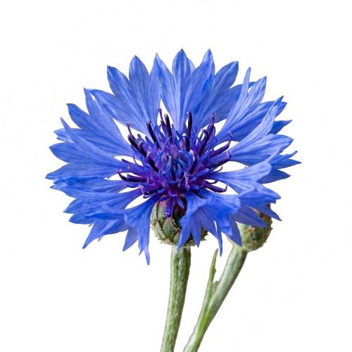 (image for) Corn Flowers