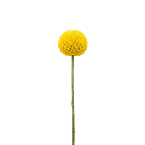 (image for) Craspedia - Billy Balls