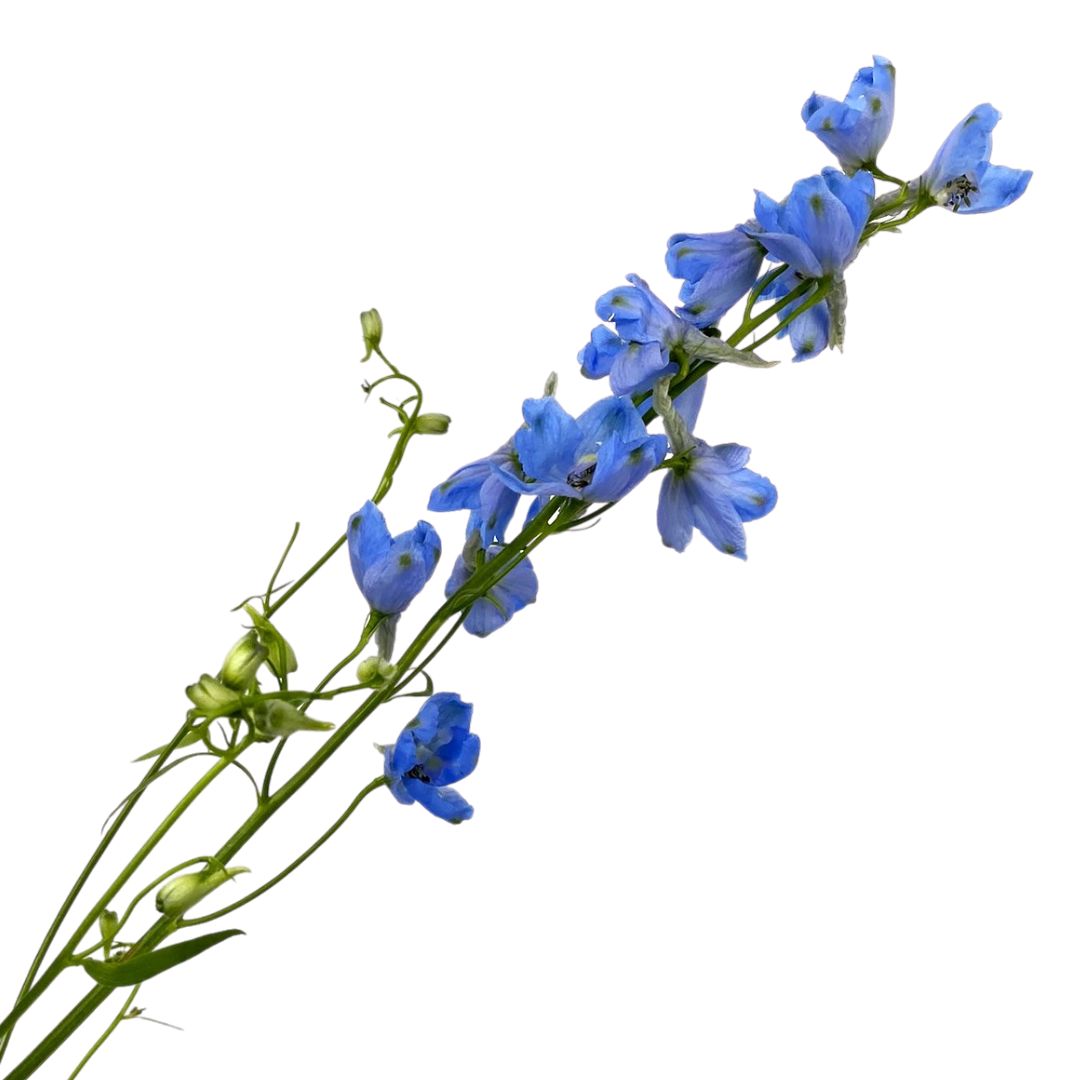(image for) Delphinium